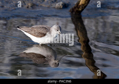 Chevalier aboyeur - Gemeinsame oder Eurasische Greenshank - Tringa nebularia Stockfoto