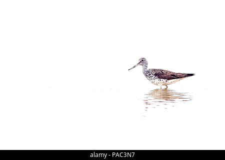 Gemeinsame oder Eurasische Greenshank (Tringa nebularia) Chevalier aboyeur Stockfoto