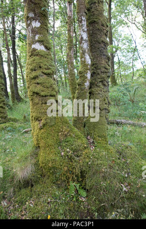 Moos auf Basis der alten Eichen Holz von Cree Naturschutzgebiet Newston Stewart Dumfries und Galloway Schottland Stockfoto