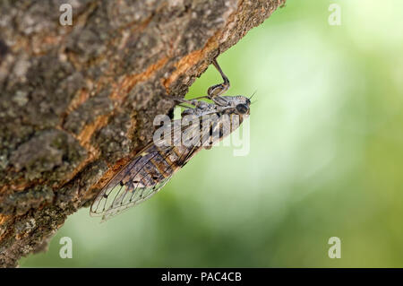 Cigale grise - Cigale de l'Orne - Cigale du frêne-zikade-Gard (Frankreich) - Cicadia orni Stockfoto