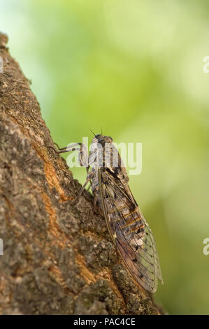 Cigale grise - Cigale de l'Orne - Cigale du frêne-zikade-Gard (Frankreich) - Cicadia orni Stockfoto