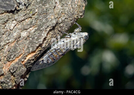 Cigale grise - Cigale de l'Orne - Cigale du frêne-zikade-Gard (Frankreich) - Cicadia orni Stockfoto