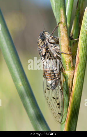 Cigale grise - Cigale de l'Orne - Cigale du Frene - Zikade - Cicada orni Stockfoto