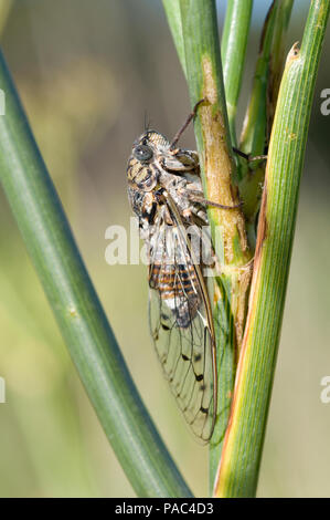 Cigale grise - Cigale de l'Orne - Cigale du Frene - Zikade - Cicada orni Stockfoto