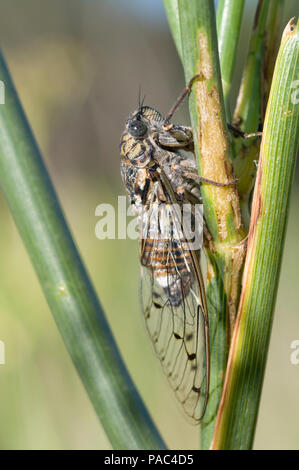 Cigale grise - Cigale de l'Orne - Cigale du Frene - Zikade - Cicada orni Stockfoto