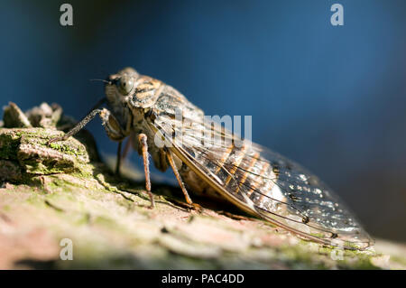 Cigale grise - Cigale de l'Orne - Cigale du Frene - Zikade - Cicada orni Stockfoto