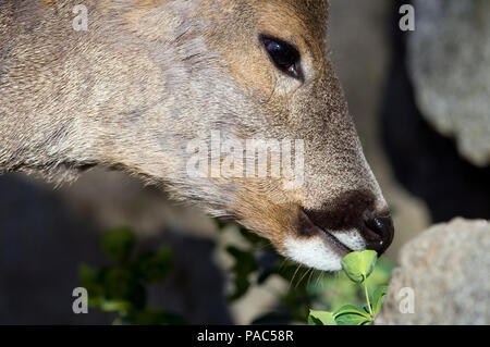 Chevreuil - Rehe - Hyla arborea Stockfoto