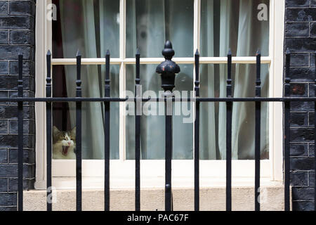 Larry der Downing Street cat und Chief Mouser des Cabinet Office sitzt auf der Fensterbank in Nummer 10 Mit: Larry Wo: London, Großbritannien Wann: 20 Jun 2018 Credit: Dinendra Haria/WANN Stockfoto