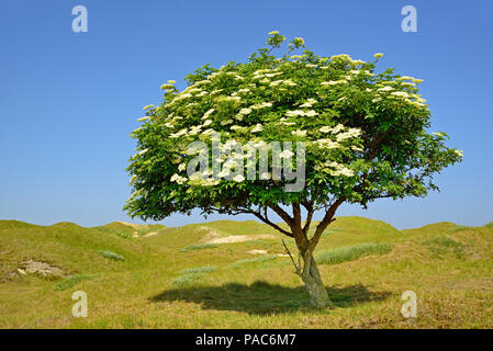 Holunder (Sambucus Nigra), einsamer Baum mit Blüten vor blauem Himmel, Ostfriesischen Inseln, Norderney, Niedersachsen Stockfoto