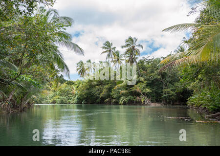 Einen malerischen Blick auf den Fluss und die Mangrove Dschungel während der touristische Bootsfahrt auf dem Indian River in Portsmouth Dominica in der Karibik Inseln Stockfoto