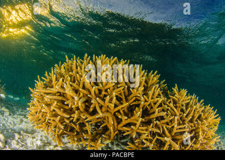 Acropora cervicornis, Acropora - Los Roques venezuela Schnorcheln Stockfoto