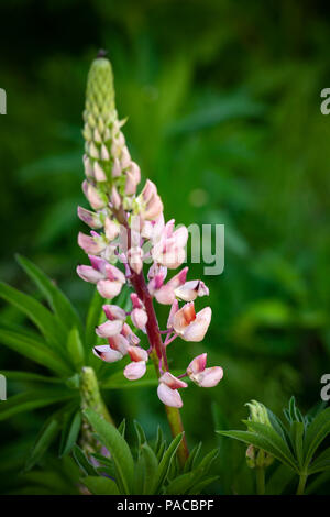 Rosa lupine Flower auf unscharfen dunkelgrünen Hintergrund. Makro Foto mit selektiver Weichzeichner Stockfoto