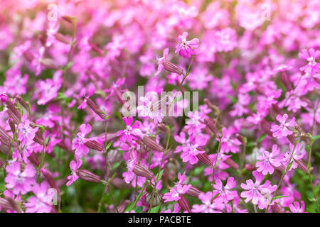 Phlox subulata oder schleichende Phlox. Rosa Blumen im Frühling Garten. Nahaufnahme mit selektiven Fokus. Stockfoto