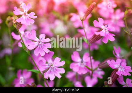 Phlox subulata oder schleichende Phlox. Rosa Blüten Nahaufnahme mit selektiven Fokus Stockfoto