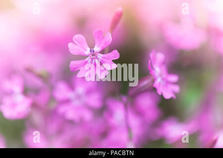 Phlox subulata, kriechenden Phlox. Rosa Blumen Makro Foto mit selektiven Fokus Stockfoto