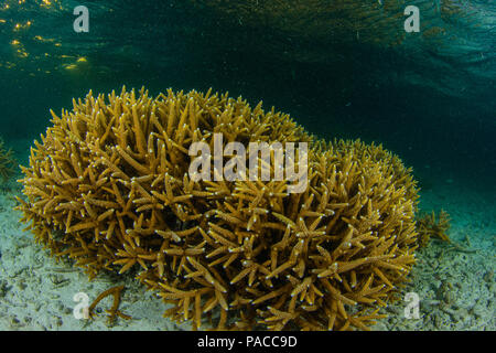 Acropora cervicornis, Acropora - Los Roques venezuela Schnorcheln Stockfoto