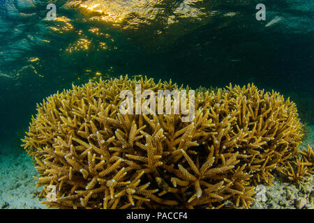 Acropora cervicornis, Acropora - Los Roques venezuela Schnorcheln Stockfoto