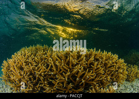 Acropora cervicornis, Acropora - Los Roques venezuela Schnorcheln Stockfoto