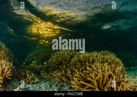 Acropora cervicornis, Acropora - Los Roques venezuela Schnorcheln Stockfoto