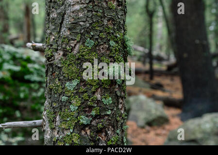 Baumstamm Hintergrund mit Moos und alle über die Rinde flechten. In einem üppigen Wald erschossen Stockfoto