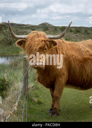Ein Schottisches Hochlandrind Kuh in den Dünen von Texel, Niederlande Stockfoto