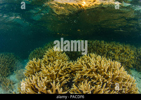 Acropora cervicornis, Acropora - Los Roques venezuela Schnorcheln Stockfoto