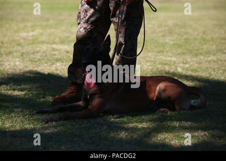 Mido, ein militärischer Arbeitshund, wartet mit seinem Führer Marine während einer militärischen Hund Demonstration Cub Scout Truppe 311 an Bord Marine Corps Training Bereich Blasebalg, mit Space-Marines und zivilen Beamten aus der K9-Polizeieinheit mit Marine Corps Base Hawaii, 5. März 2016. Marines und zivilen Beamten verschiedene Befehle gegeben ihre Hunde, ihre Intelligenz und ihren Gehorsam zu zeigen. Die Hundeführer auch zermürbte eine Biss-Jacke für ein mock nehmen von den Hunden, die Scouts zu zeigen, die Disziplin und Ausbildung der Hunde zeigen, wenn eine echte Bedrohung für. (US Marine Corps Foto von Lance CPL Jesus Sepul Stockfoto