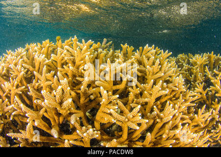 Acropora cervicornis, Acropora - Los Roques venezuela Schnorcheln Stockfoto