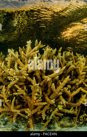 Acropora cervicornis, Acropora - Los Roques venezuela Schnorcheln Stockfoto