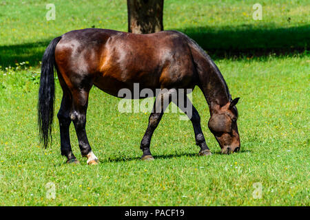 Pferd Stockfoto