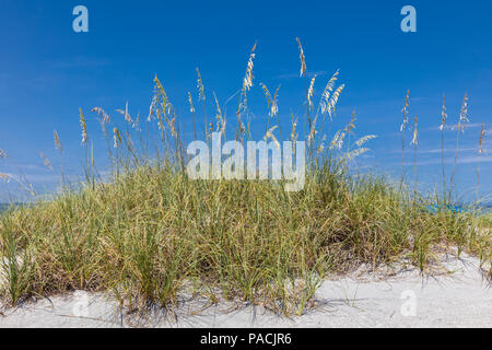 Sea Oats auf einer Sanddüne vor einem klaren blauen Himmel an einem Strand an der Golfküste von Florida Stockfoto