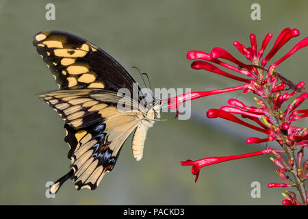 Nahaufnahme des riesigen crespbontes Swallowtai (Schmetterling) Schmetterling auf roter Blüte Stockfoto