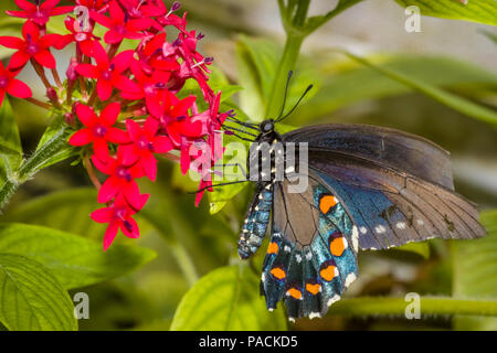 Nahaufnahme der Schwalbenschwanz Schmetterling als auch der östlichen Schwalbenschwanz oder Amerikanischen Schwalbenschwanz auf einer roten Blume Stockfoto