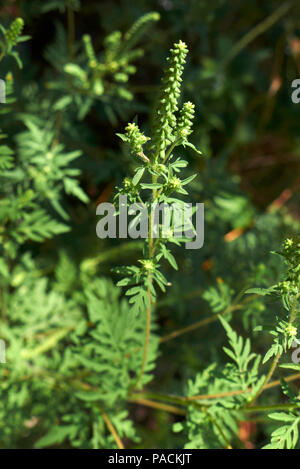 Ambrosia artemisiifolia Anlage Stockfoto
