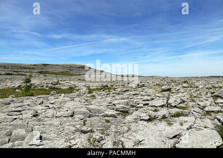 Der Burren' Great Rock'ist eine Region der ökologischen Interesse vor allem im Nordwesten der Grafschaft Clare, Irland, von Vergletscherten karst dominierte entfernt Stockfoto