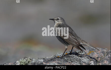 Eurasischer Steinpiper (Anthus petrosus), auf Felsen stehend Stockfoto