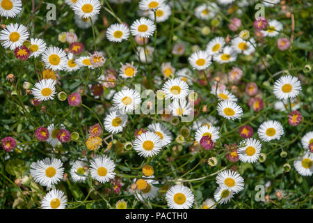 Erigeron Karvinskianus hat daisy Blüten mit vielen schmalen Strahlen, die über einen langen Zeitraum im Sommer Stockfoto