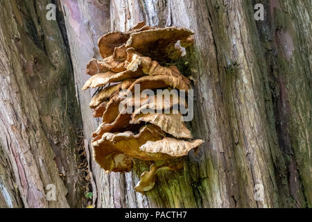Polyporus squamosus Pilze wachsen auf einem Baumstamm Stockfoto