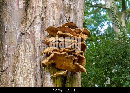 Polyporus squamosus Pilze wachsen auf einem Baumstamm Stockfoto