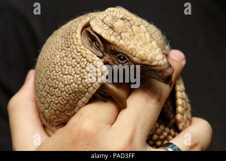 Budapest. 21. Juli 2018. Eine südliche drei Bändern armadillo (tolypeutes matacus) Ende Mai geboren wird im Budapester Zoo in Budapest, Ungarn am 21. Juli 2018 gesehen. Credit: Szilard Voros/Xinhua/Alamy leben Nachrichten Stockfoto