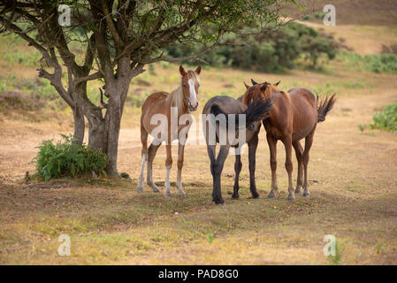 Junge New Forest Ponys, die sich während einer Hitzewelle im Schatten eines Baumes vor der Hitze schützen, New Forest, Hampshire, Großbritannien, Juli 2018 Stockfoto