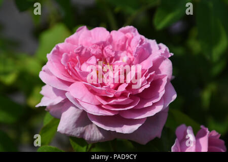 London, Großbritannien. 21. Juli 2018. Rosa Blume an Bernie Spanien Gärten am 21. Juli 2018, London, UK. Bild Capital/Alamy leben Nachrichten Stockfoto