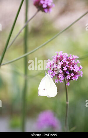 Pieris brassicae Fütterung auf Verbena bonariensis. Kohl weiß Butterly. Stockfoto