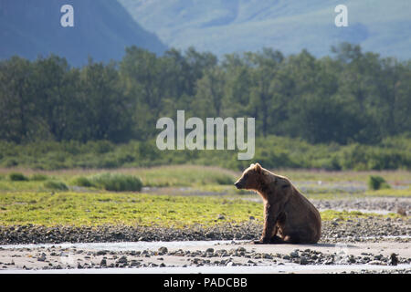Brauner Bär (Küsten Grizzly) im Katmai National Park, Alaska Stockfoto