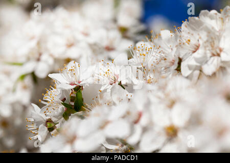 Dichten Blütenstand der Weißen Feder Kirschblüten im Obstgarten, Frühling in der Natur, Nahaufnahme Stockfoto