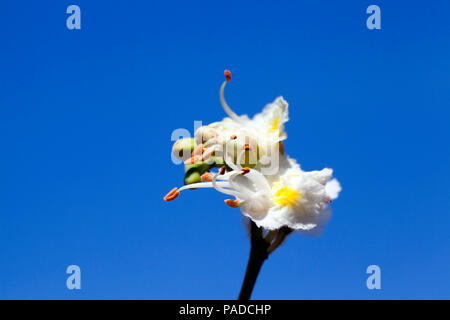 Eine kastanie Blume gegen den blauen Himmel, Frühling blühen in der Natur Stockfoto