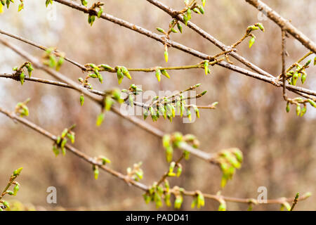 Junge Triebe von den Knospen an einem Baum im Frühling, Nahaufnahme Stockfoto
