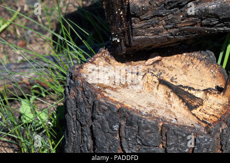 Kiefer Baum, nachdem es brannte und den Stamm mit Rinde verbrannt mit schwarzer Kohlen, closeup abgedeckt und auf die Ringe des Trunk gebildet Kugeln von Harz, Stockfoto