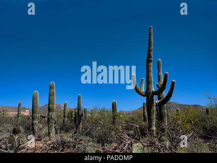 Hohe Saguaro Kaktus wächst gegen den strahlend blauen Himmel Stockfoto