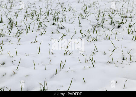 Schnee liegen auf dem Gebiet des Dorfes Ackerland, durch den Schnee kann man mehrere grüne Triebe von Weizen Stockfoto